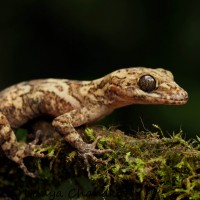 Cyrtodactylus soba Batuwita & Bahir,2005